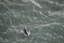 Missing Picture